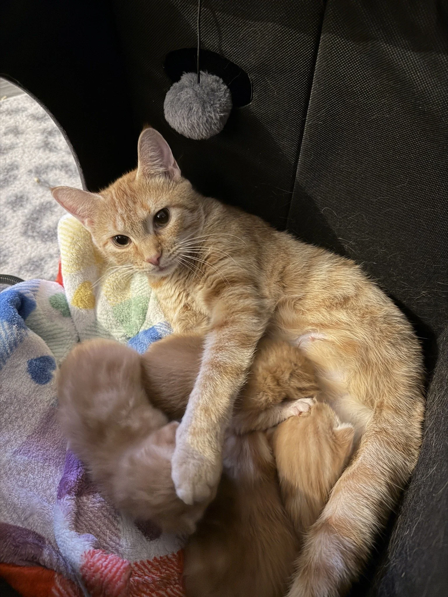 If Cats Ruled The World feline rescue