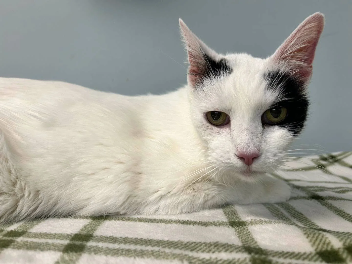 Pet Search (Washington, PA)