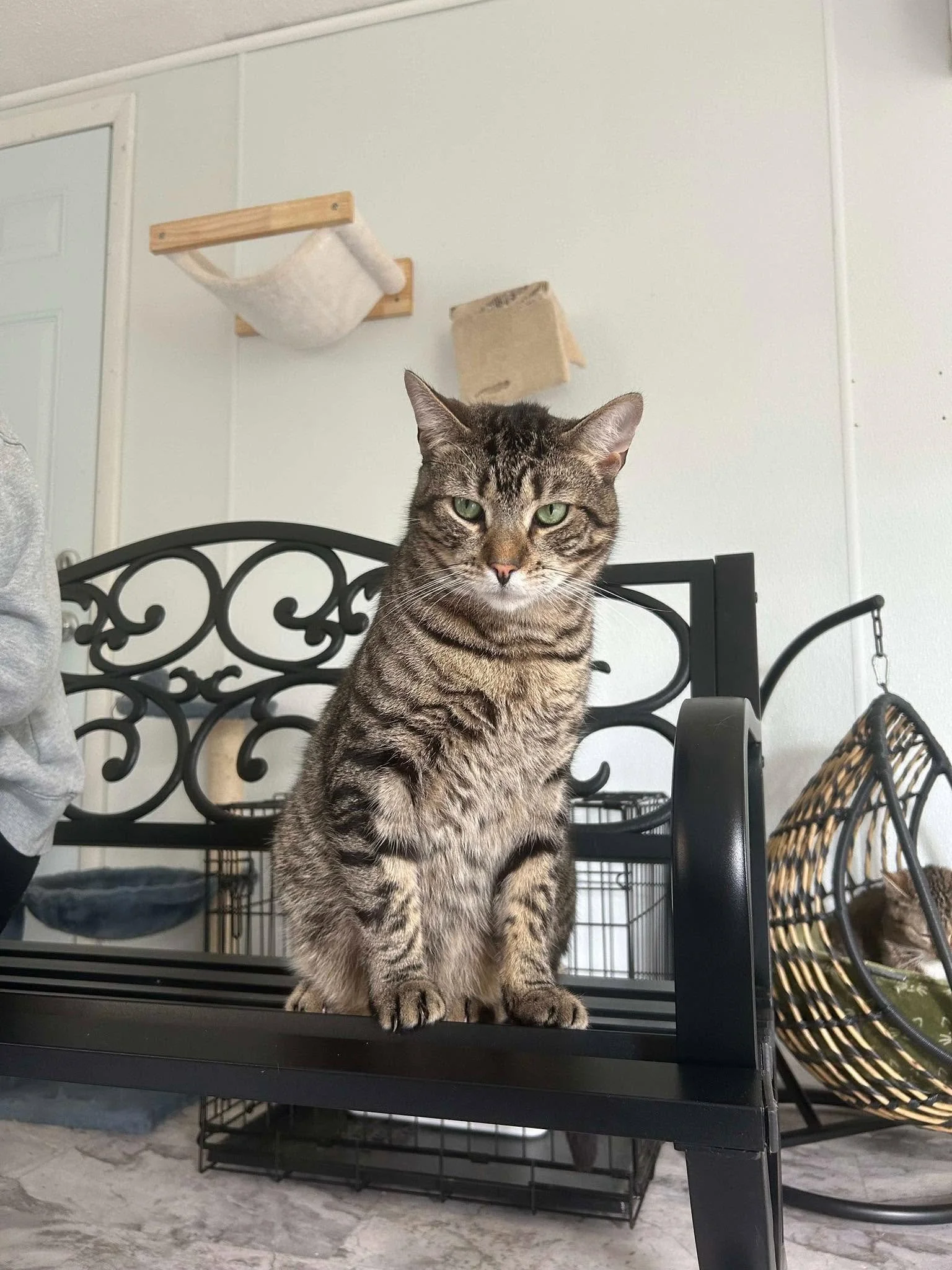 Pike County Humane Society (Shohola  Pike County, PA)