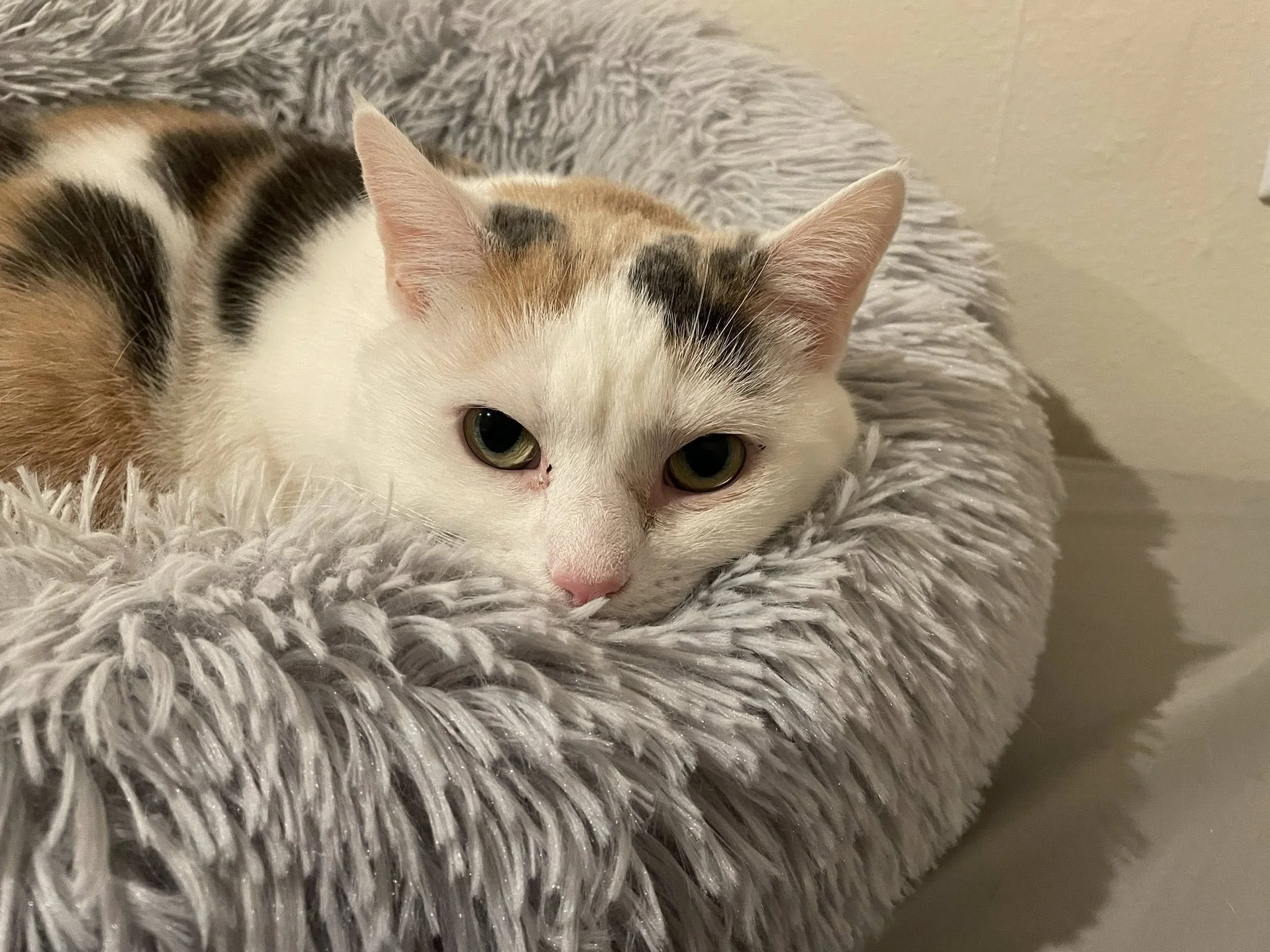 Providence Animal Center (Delaware County area)