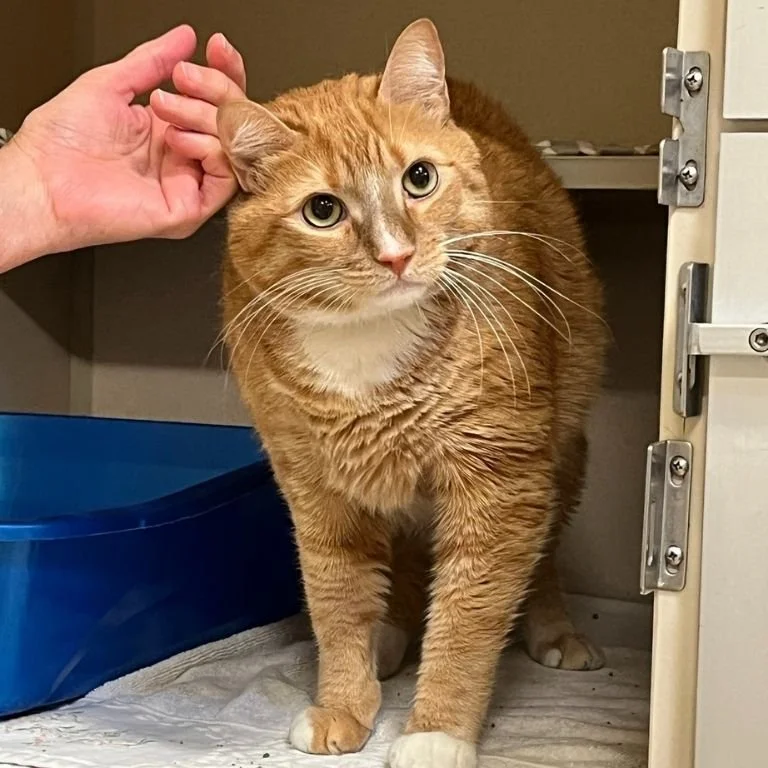 Bucks County SPCA (Lahaska, Quakertown  Bucks County, PA)