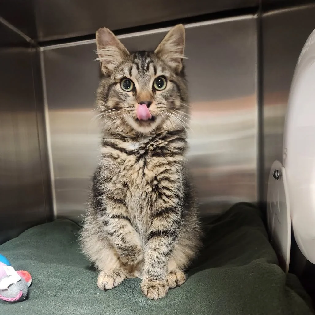 York County SPCA (York County, PA)