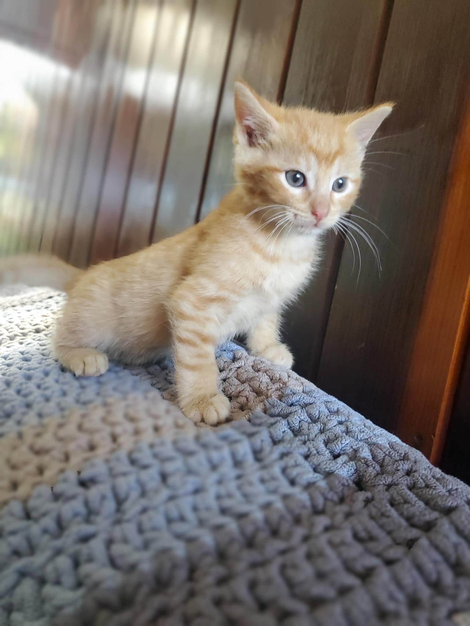 Animal Appeal (Sharpsville  Mercer County, PA)