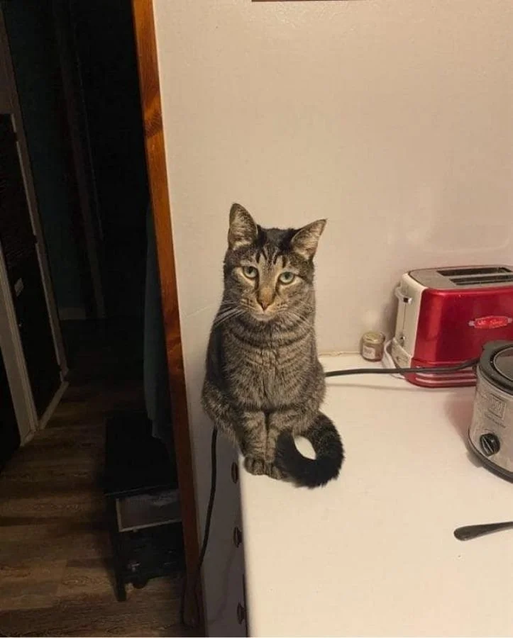 Bradford County Humane Society (Ulster)