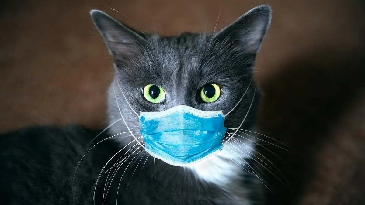 T.A.R.A. (The Animal Rights Alliance) SpayNeuter Program (Serves Pike County residents, PA)