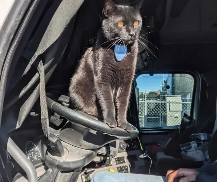 smoke  2 trucking cats.jpg