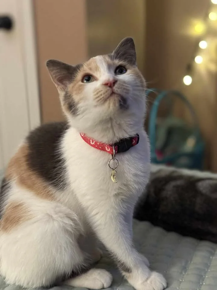 Pets Come  First (Serving Mifflin & Juniata Counties, PA)