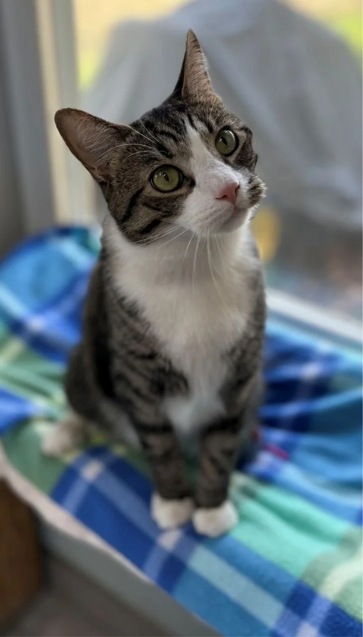 Crawford County Humane Society (Meadville  Crawford County)