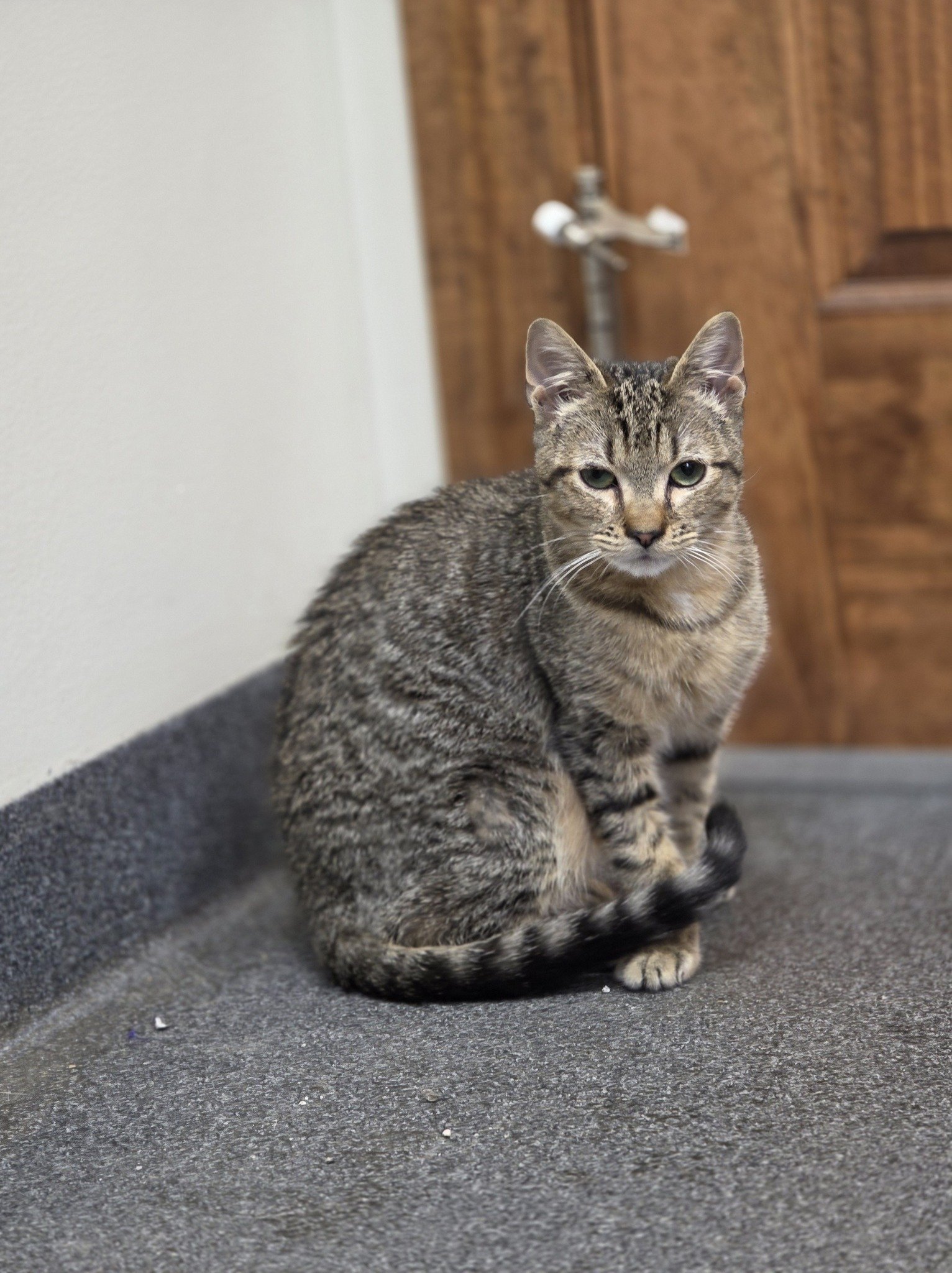 True Friends Animal Welfare Center (Serves parts of Lackawanna County)