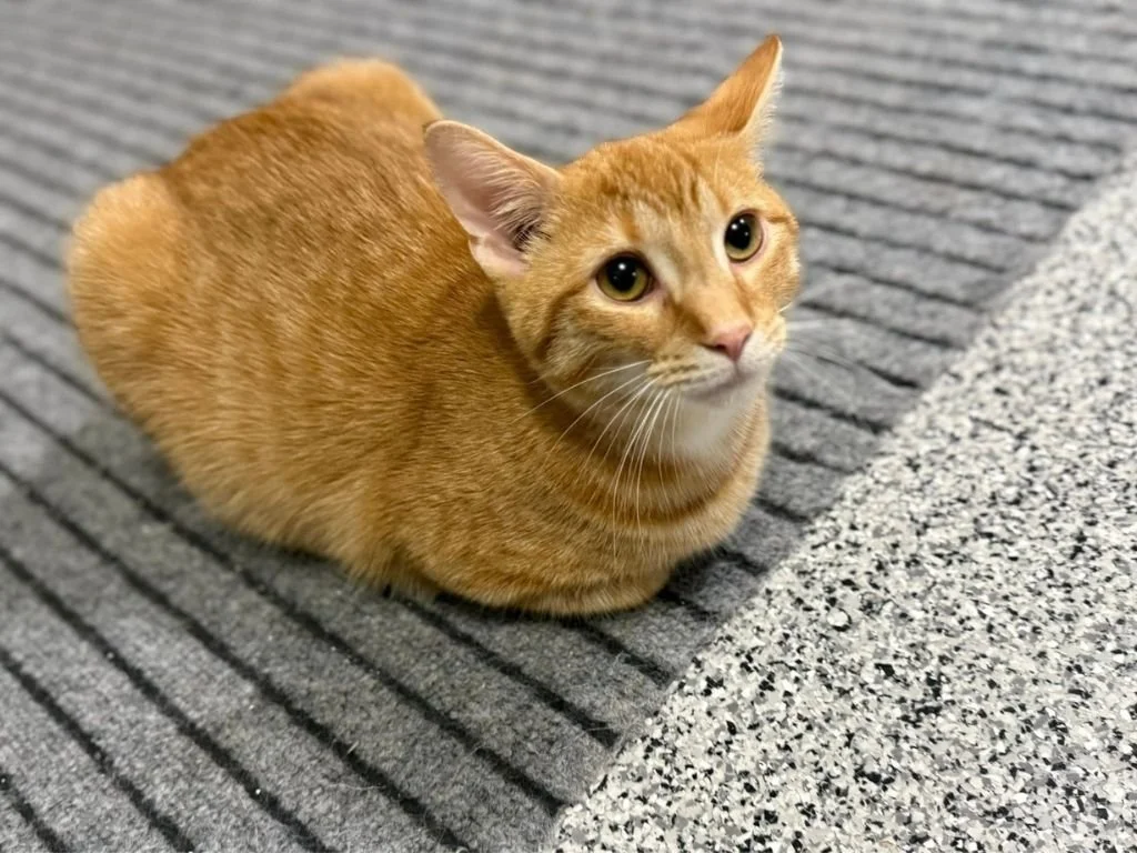 Cameron County SPCA (Emporium  Cameron County)