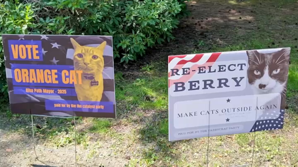 orange-cat-berry-somerville-cat-mayor-signs.webp