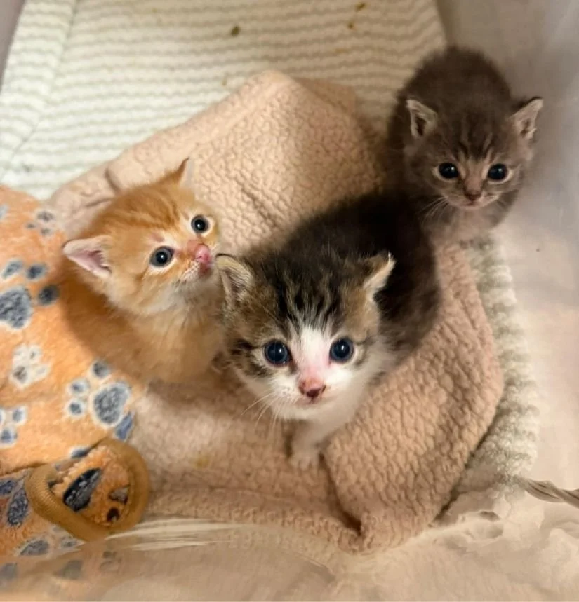 Calla's Critter Rescue (Elverson  Upper Uwchlan Township, PA)
