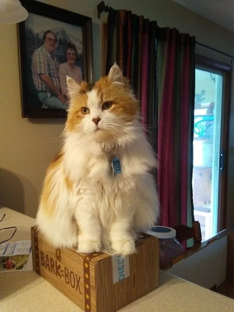 Kali’s Mission (Towanda area)