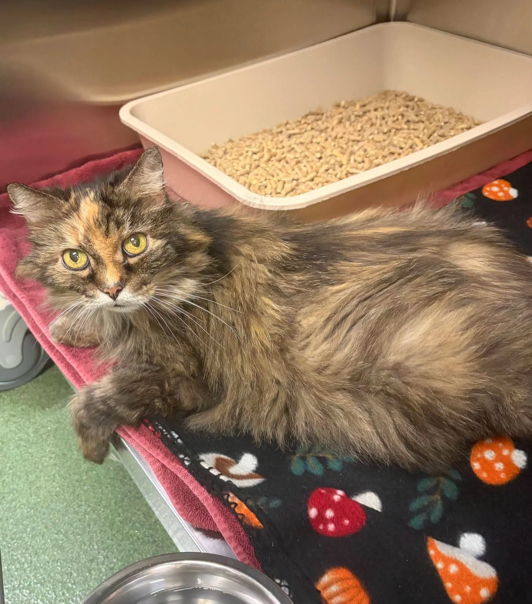 Venango County Humane Society (Seneca  Venango County, PA)