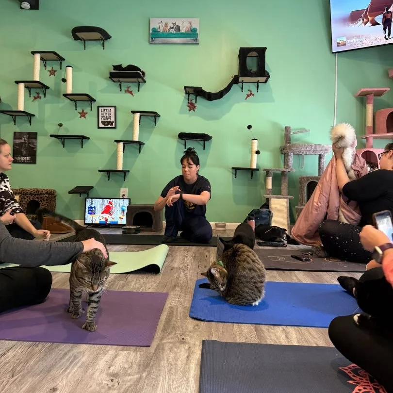 Tina Wieland prepping to lead cozy cat stretch.jpg