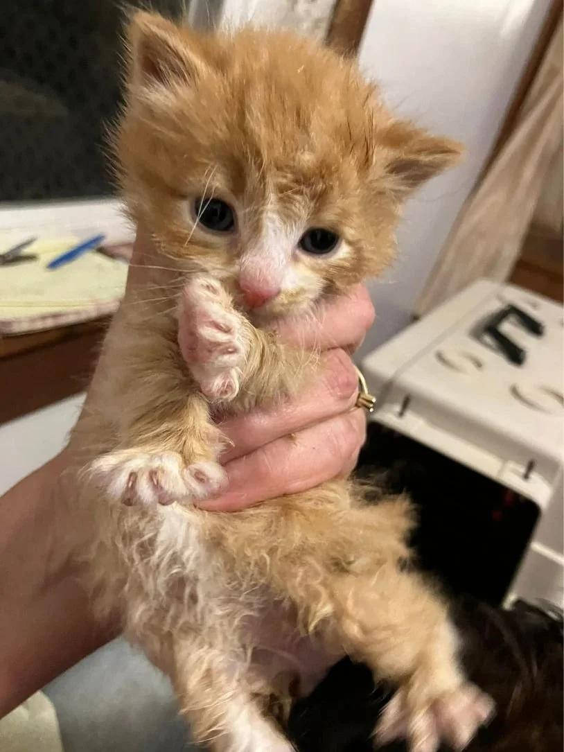 Mom’s Pets Cat Rescue (Six Mile Run  James Creek area, PA)