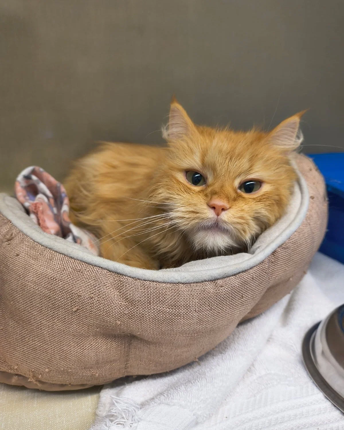 Elk County Humane Society(St. Marys, PA  Elk County)