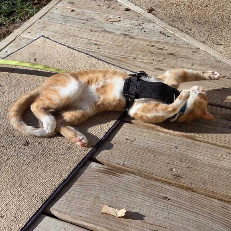 Best Cat Harness 2026 Spring Walk Picks We Trust-2 copy.jpg
