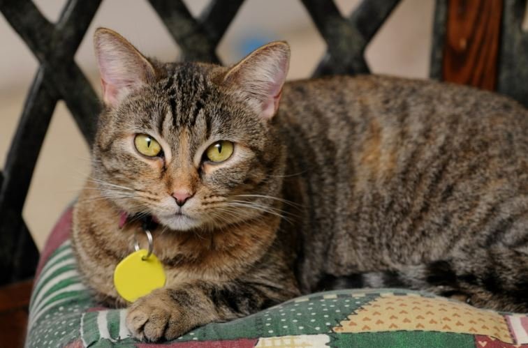 Oakland Stray Cat Coalition  Pet Friends of Somerset County (Somerset County, PA)