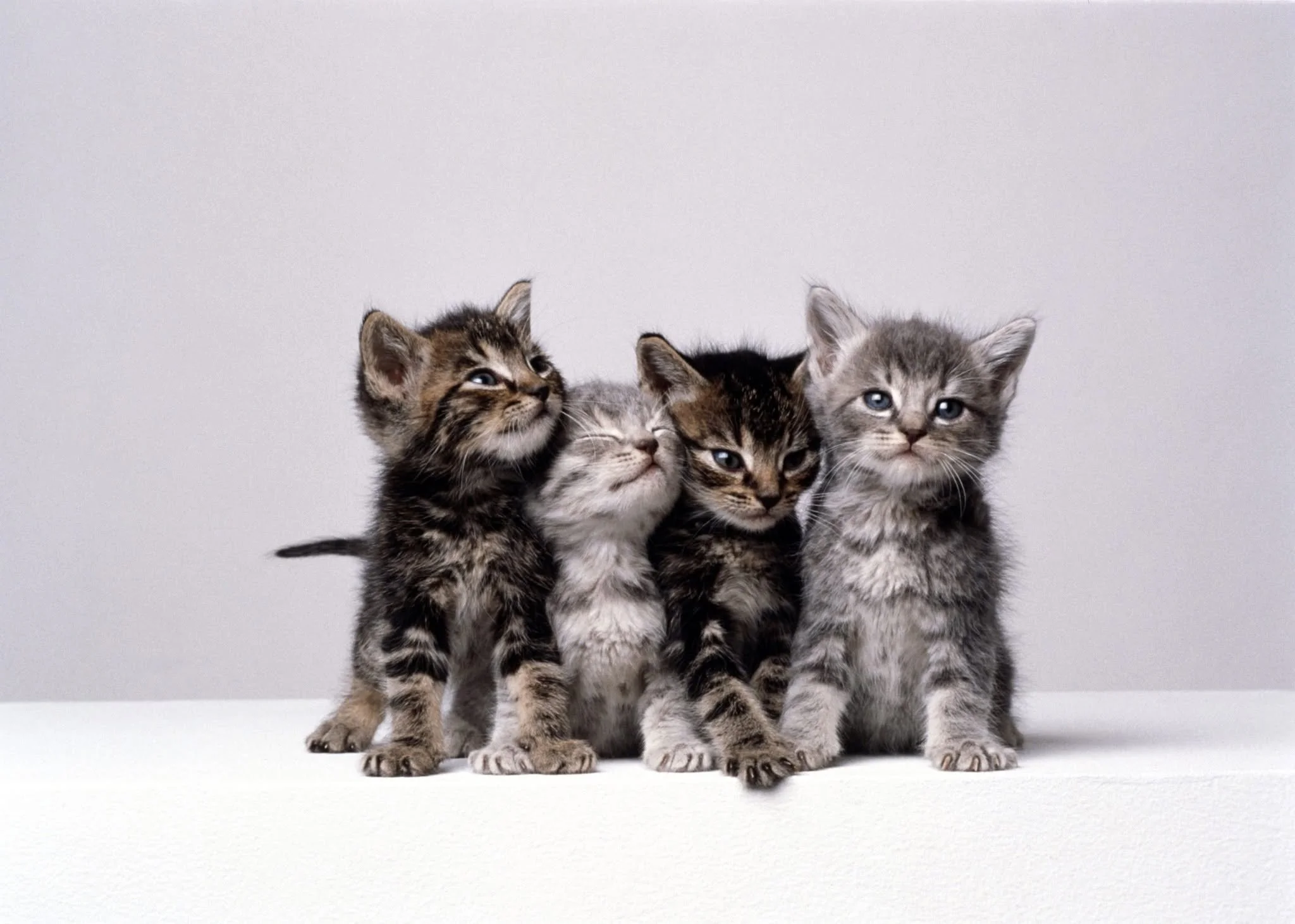 SPCA of Luzerne County – SNAP Program (Luzerne County, PA)