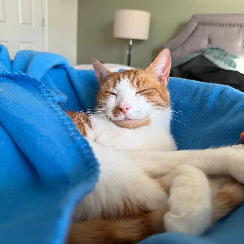 Best Cat Beds for Indoor Cats in 2026, According to Cats