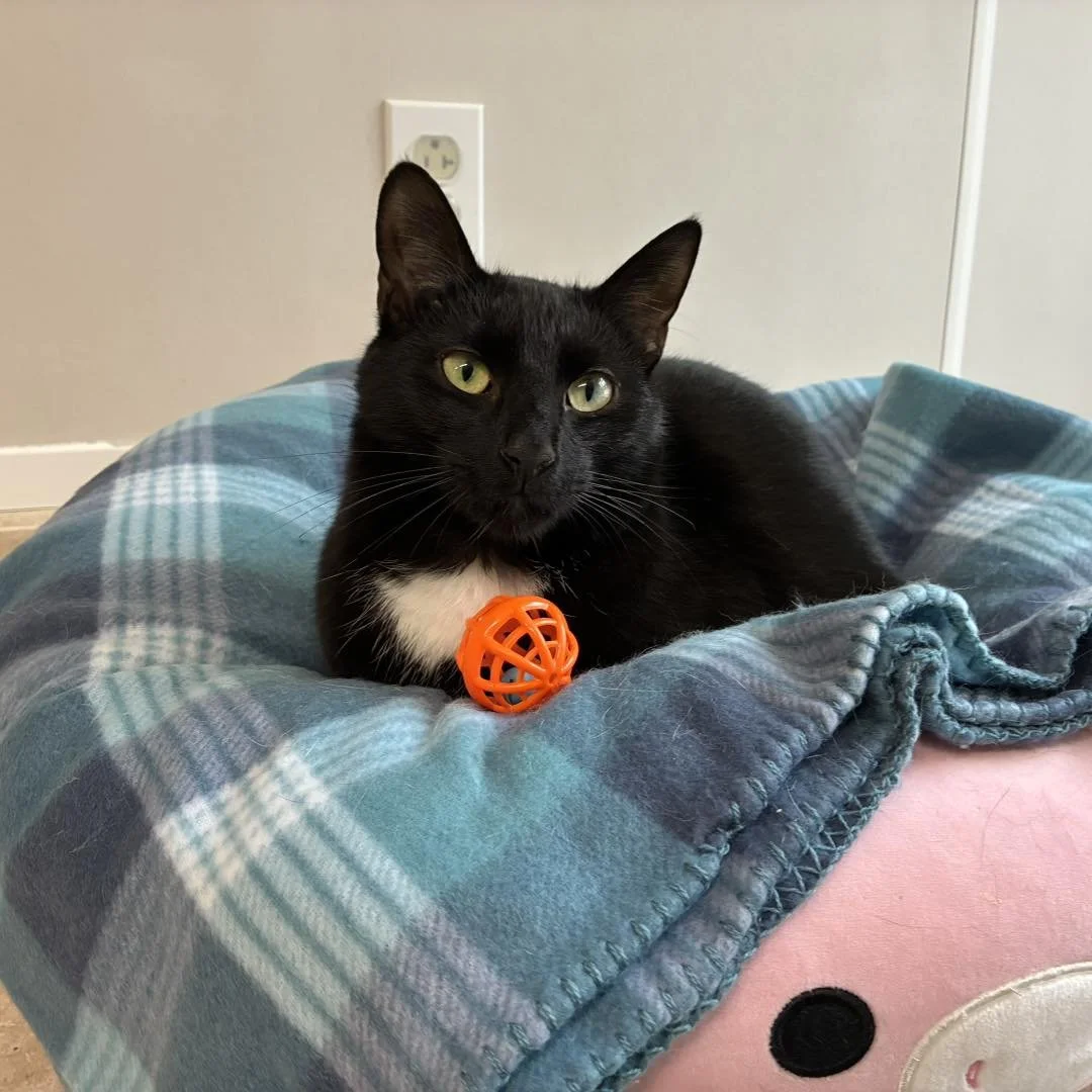 Animal Resource Center (ARC) (Millville Bloomsburg, PA)