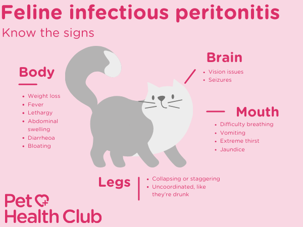 fip-symptoms-infographic.png.webp