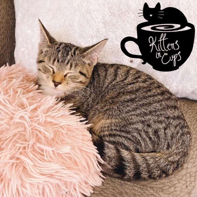 Annapolis, MD Kittens in a cup  (1).jpg