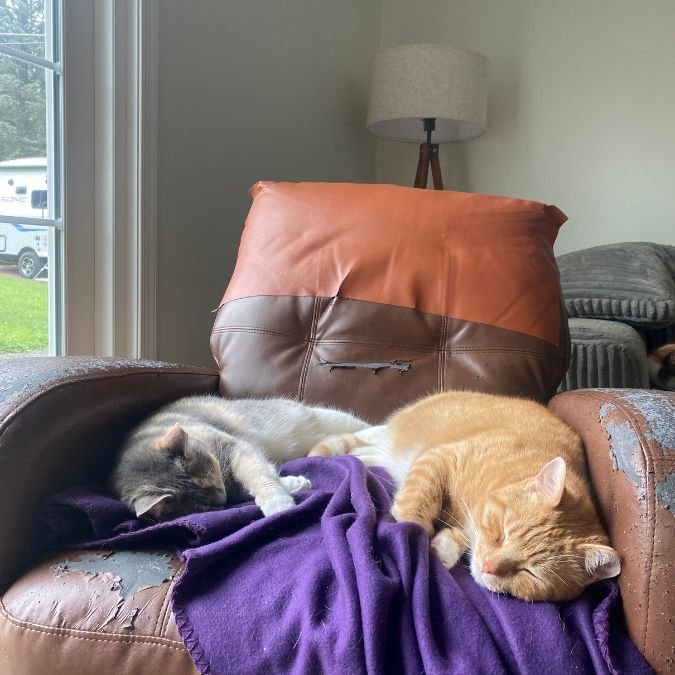 How to Feed Multiple Cats Without Chaos