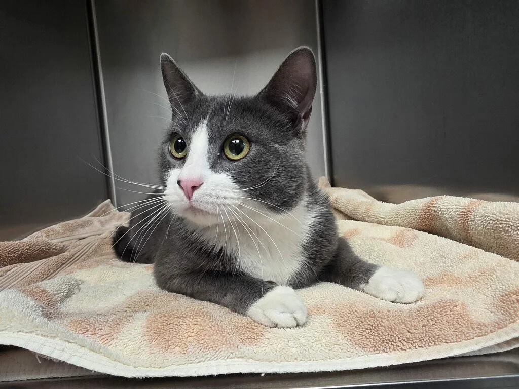 Centerville Pet Rescue (Lancaster, PA)