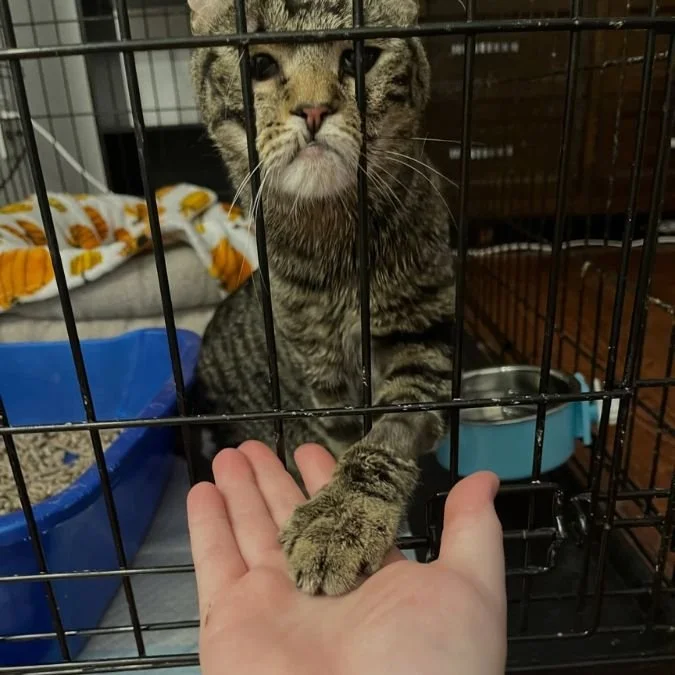 Oakland TNR Coalition (Oakland neighborhood  City of Pittsburgh).jpg