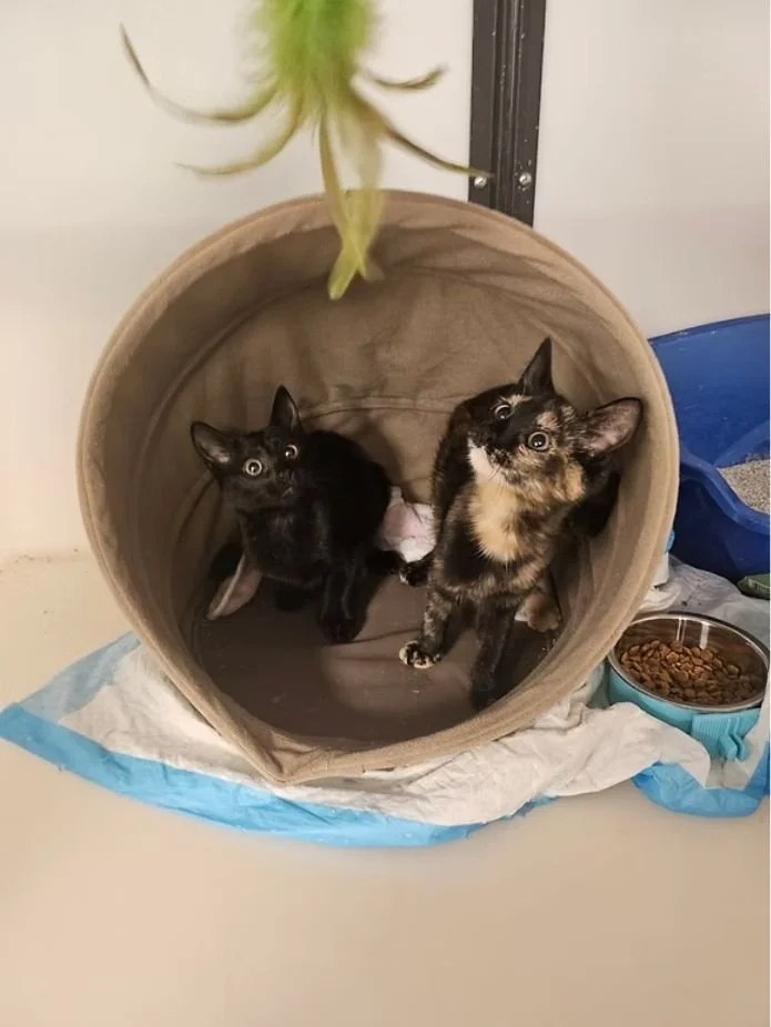 Fix’N Wag’N (Bedford clinics hosted at Abby’s Angels location, PA)