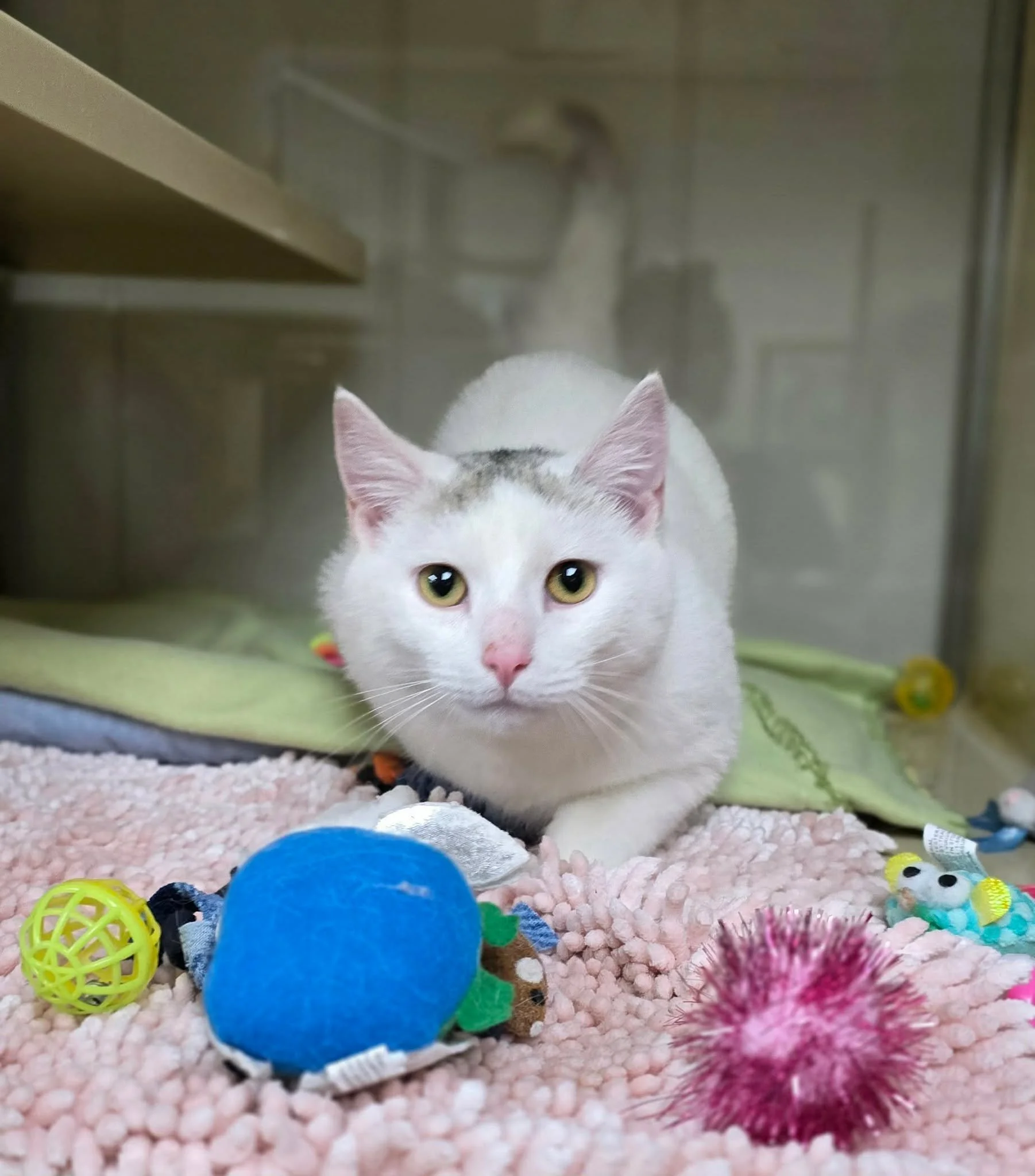 Lawrence County Humane Society (New Castle  Lawrence County, PA)
