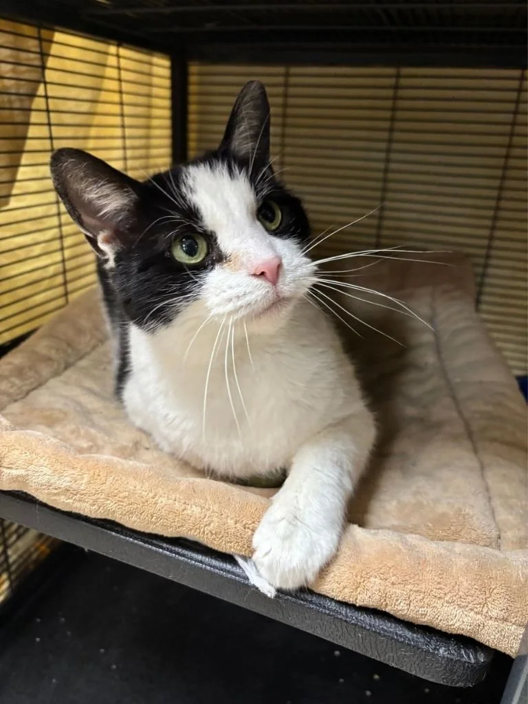 Beaver County Humane Society(Beaver County, PA)