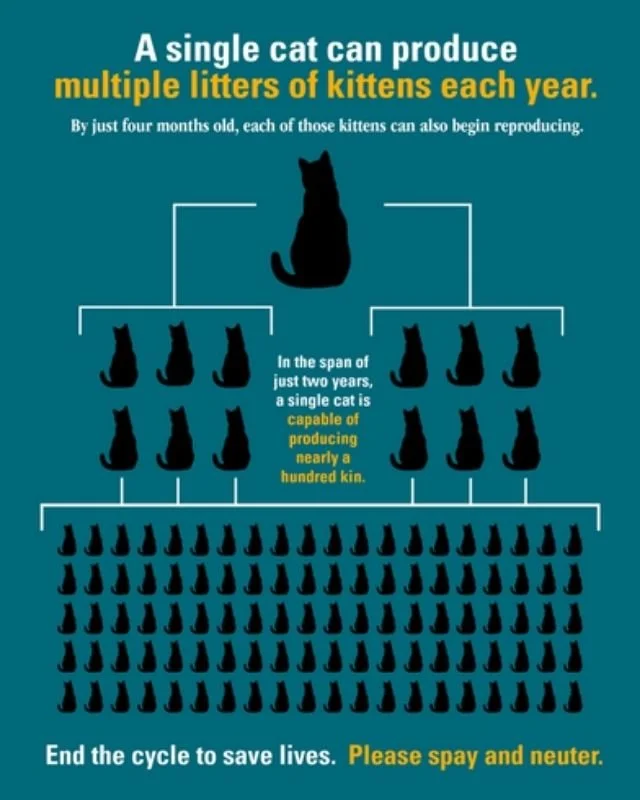 PA law for cats .jpg