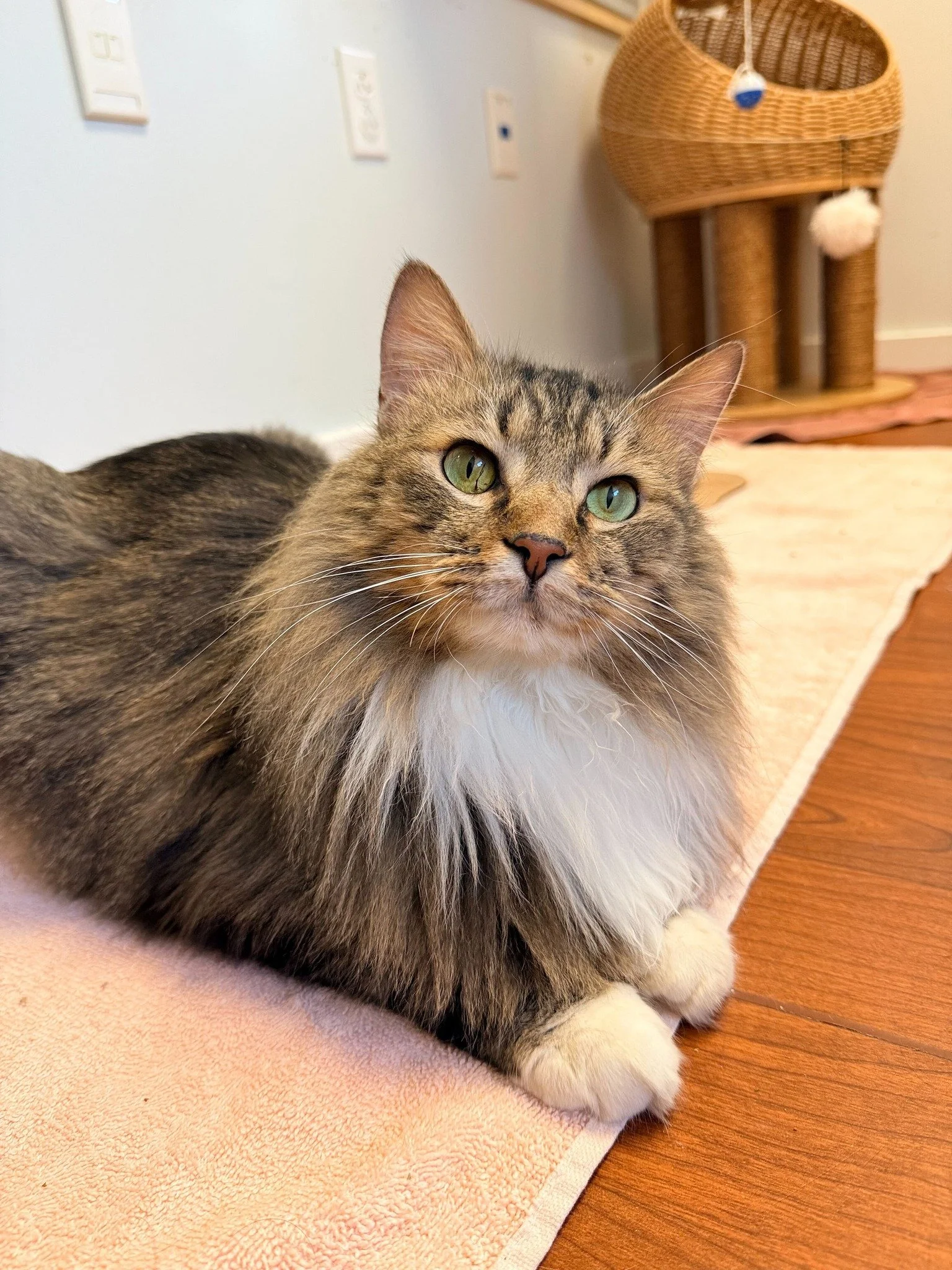 Providence Animal Center(Delaware County area)