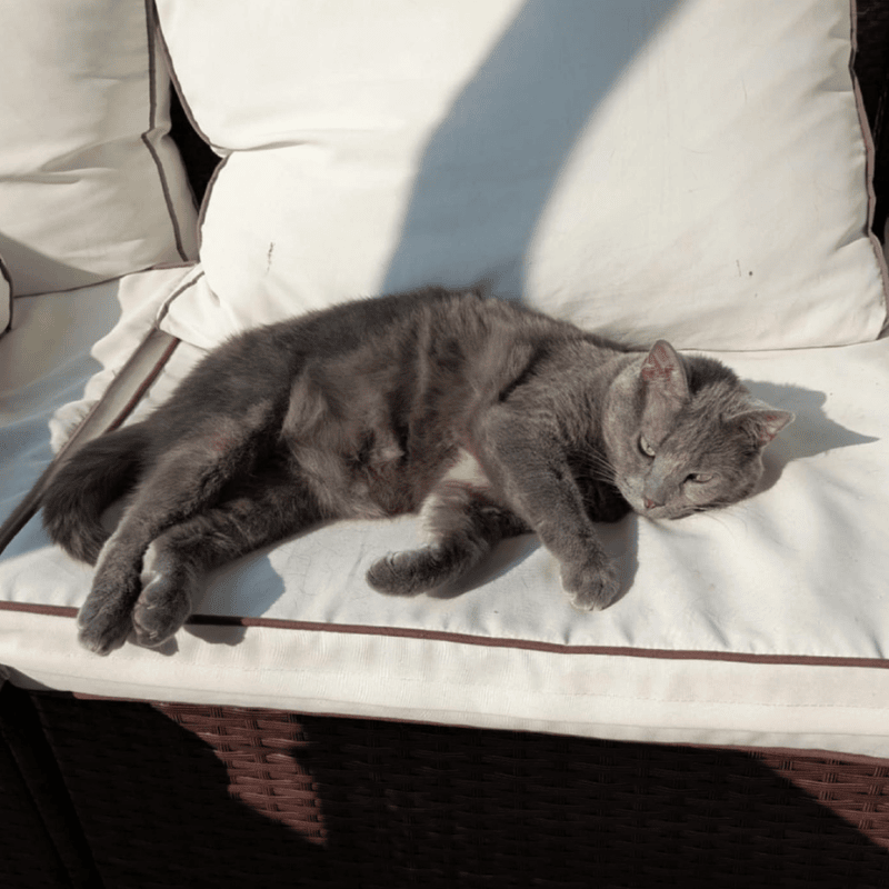 violet the cat from Eliannie Animal Rescue.png