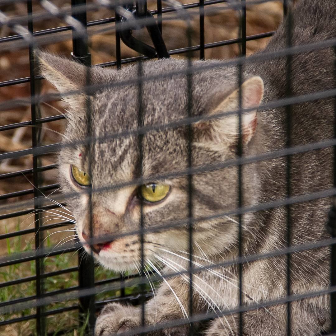 how to safely capture a cat (3).jpg