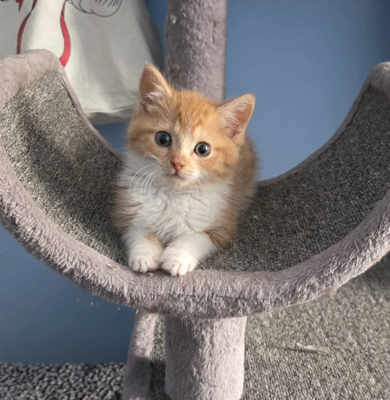 Feline Finish Line Rescue (Lehigh Valley, PA)
