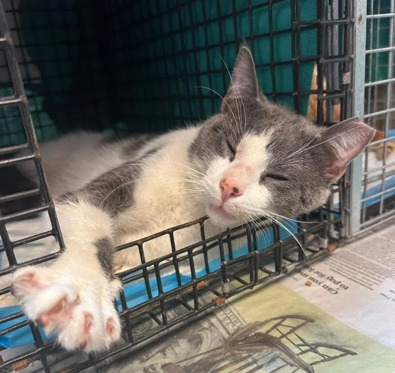 Nobody’s Cats Foundation Clinic (Camp Hill, PA)