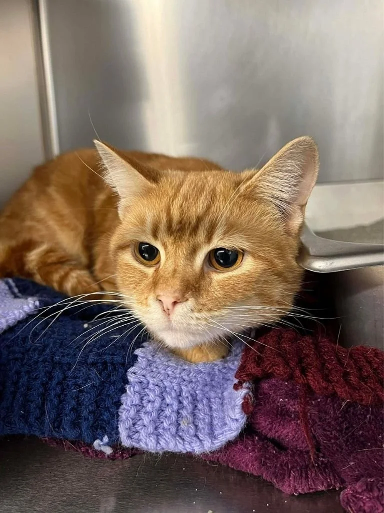 Clinton County SPCA Spay Day‍  ‍(City, PA)