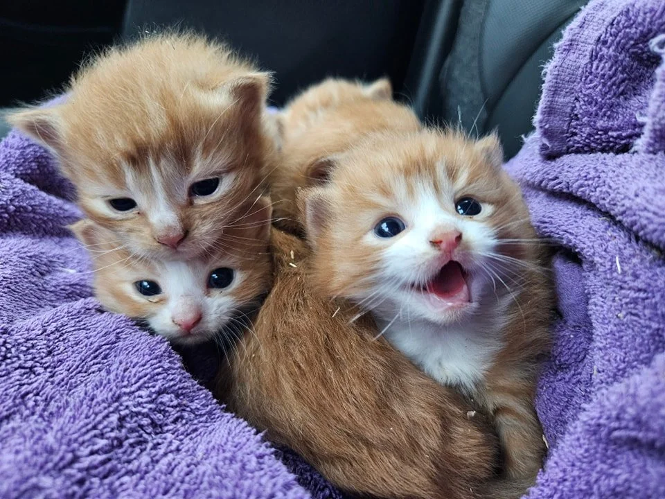 PA PETS(Bloomsburg Columbia, PA).jpg