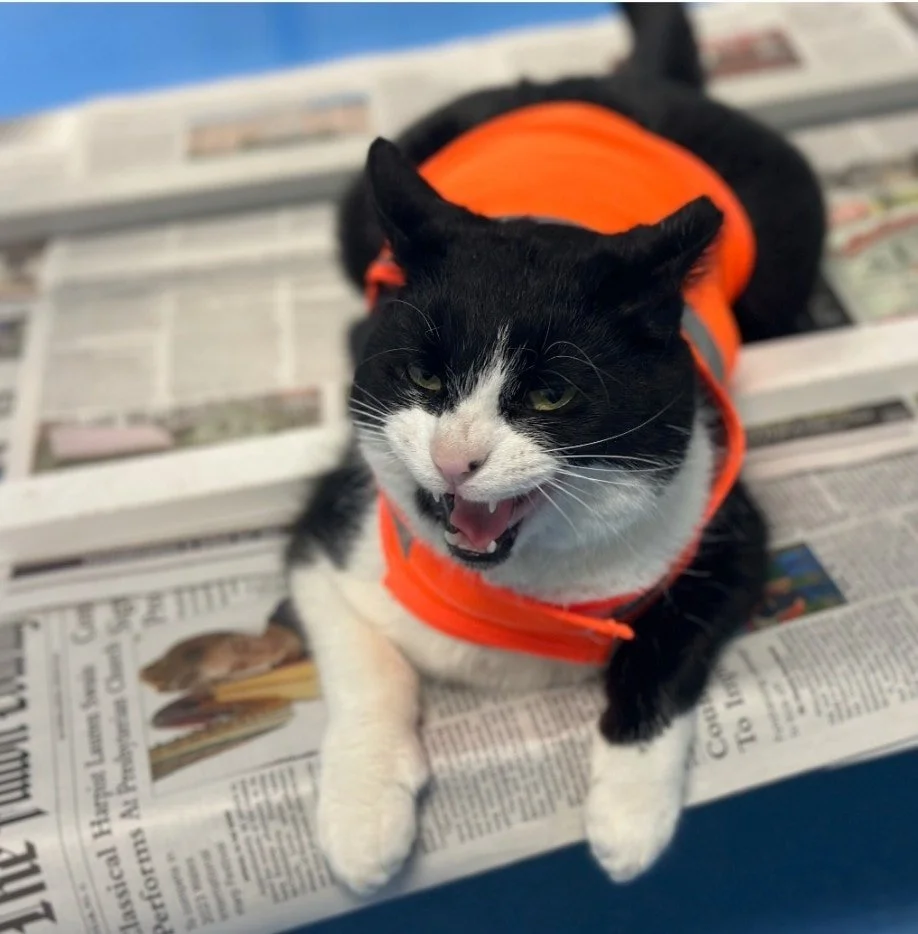 Nobody's Cats Foundation (Serving Huntingdon County, PA)