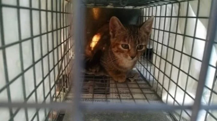 Cherished Cats Rescue Alliance – TNR Program (Snyder County, PA)
