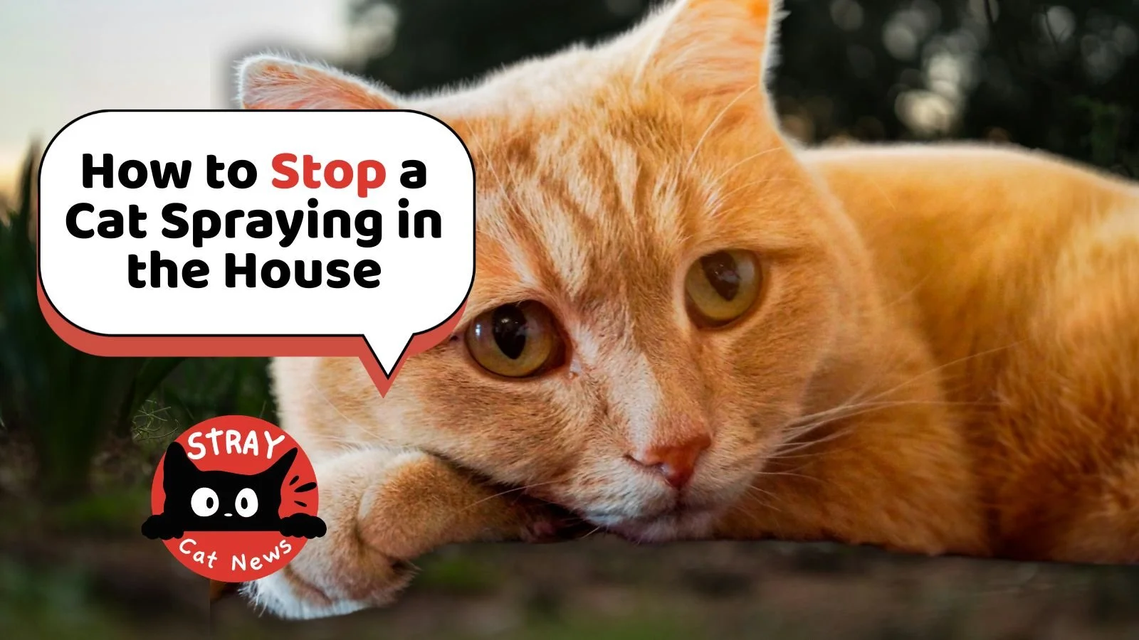 Why More Cat Owners Are Dealing With Spraying Issues — And What Experts Say Is Really Going On