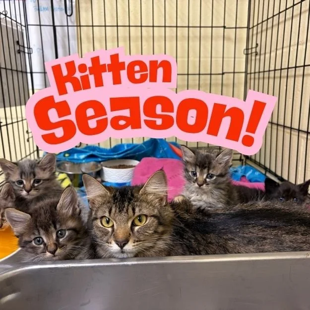 Kitten Season in Pennsylvania: What Cats Wish You Knew