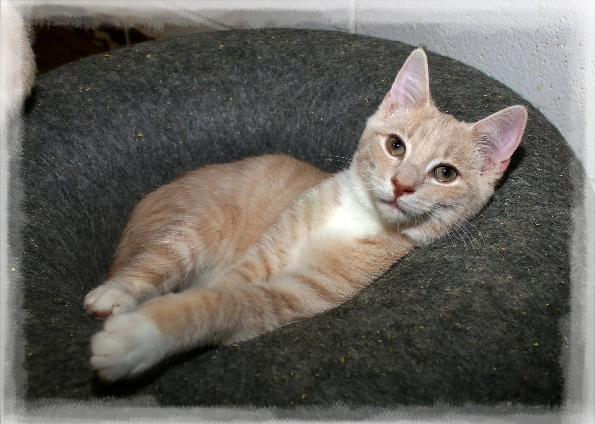 Tri-County Animal Rescue Center