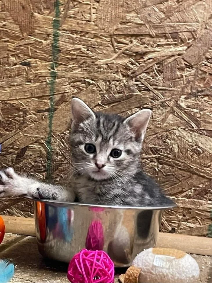 Tri-County Animal Rescue Center (Shippenville; serves Clarion, Forest, and Jefferson Counties)