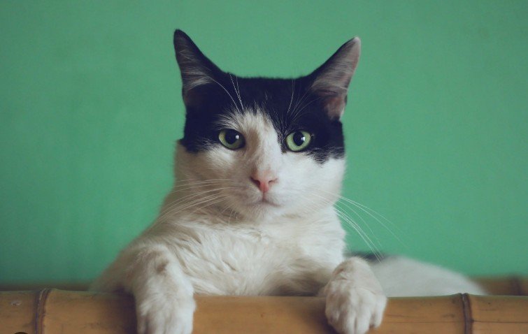 Chester County Cat Hospital (West Chester)