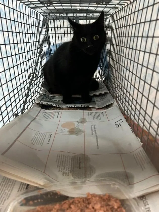 Show Me Your Ear Tips TNR Trapping Inc.